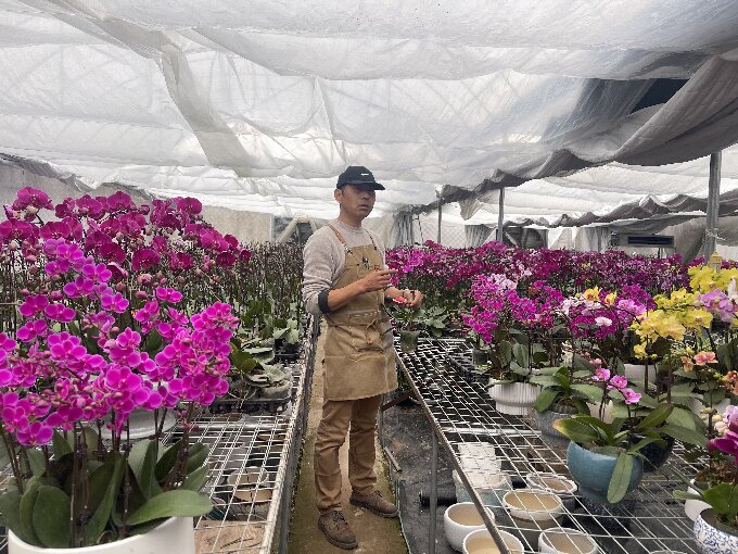 小小蝴蝶兰 开出致富花 古城街道发展特色花卉种植助力乡村振兴2.jpg 小小蝴蝶兰 开出致富花 古城街道发展特色花卉种植助力乡村振兴2.jpg