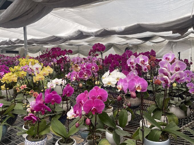 小小蝴蝶兰 开出致富花 古城街道发展特色花卉种植助力乡村振兴3.jpg 小小蝴蝶兰 开出致富花 古城街道发展特色花卉种植助力乡村振兴3.jpg