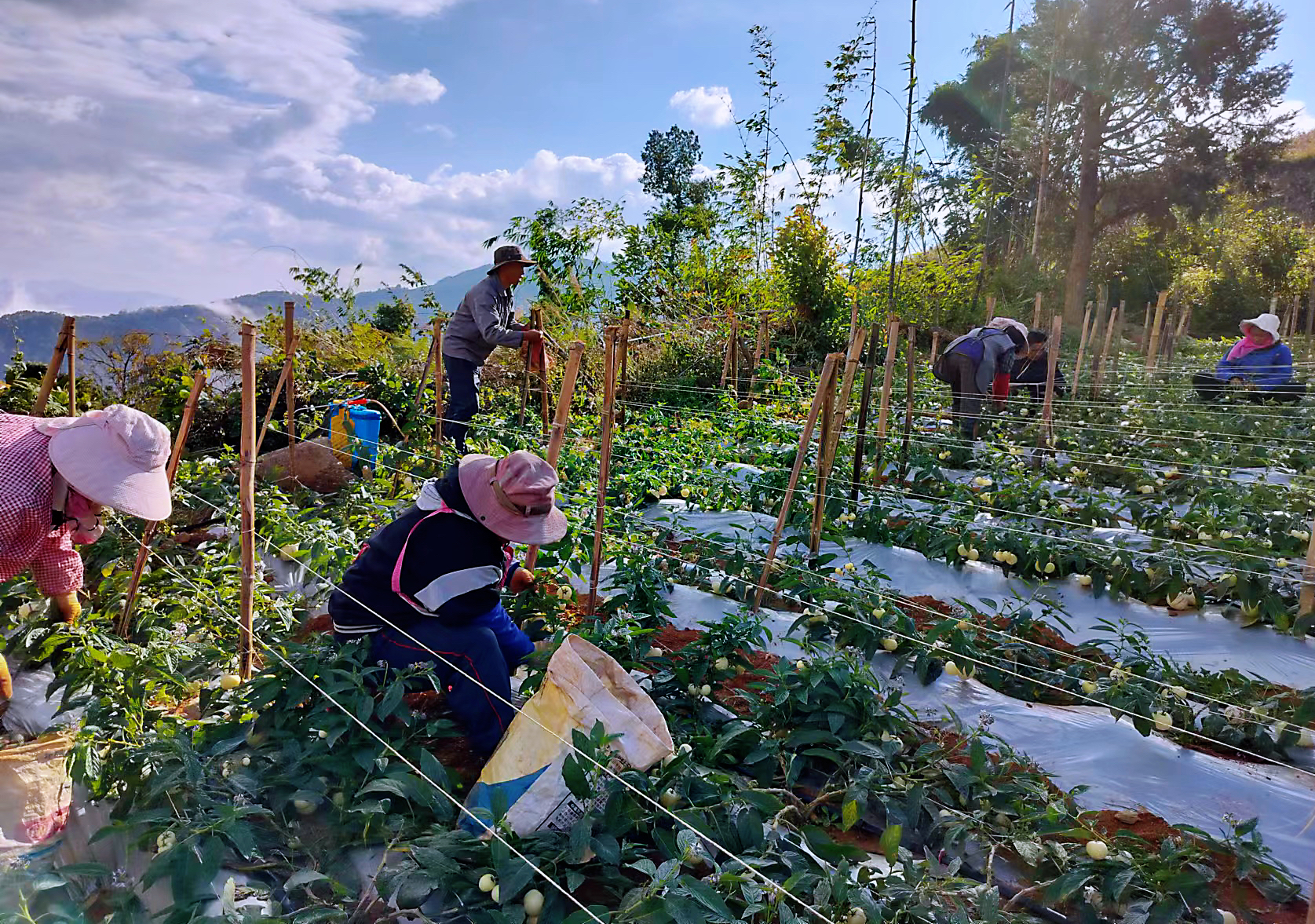建兴:发展种植人参果 农民致富信心强5 (2).jpg 建兴:发展种植人参果 农民致富信心强5 (2).jpg