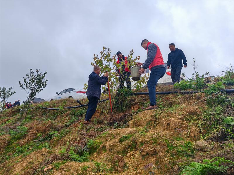 建兴乡绿美行动：共植樱花树，共筑绿色梦3.jpg