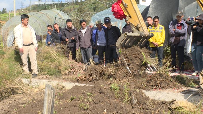 建兴:亩产6吨 三年生天门冬首次测产迎丰收4.jpg 建兴:亩产6吨 三年生天门冬首次测产迎丰收4.jpg