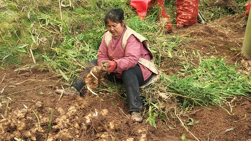 建兴:一缕药香富农家 产业赋能促振兴1.jpg 建兴:一缕药香富农家 产业赋能促振兴1.jpg
