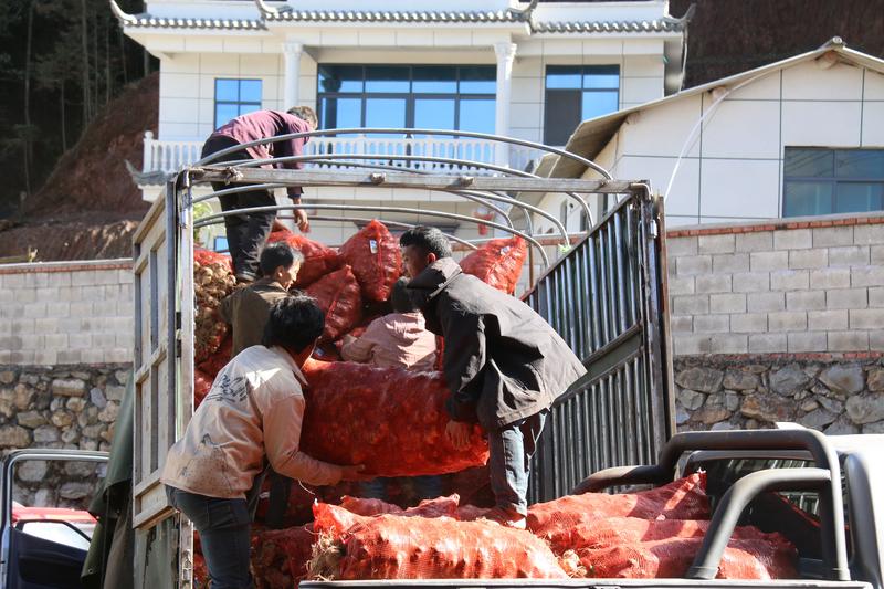 建兴:一缕药香富农家 产业赋能促振兴3.jpg 建兴:一缕药香富农家 产业赋能促振兴3.jpg