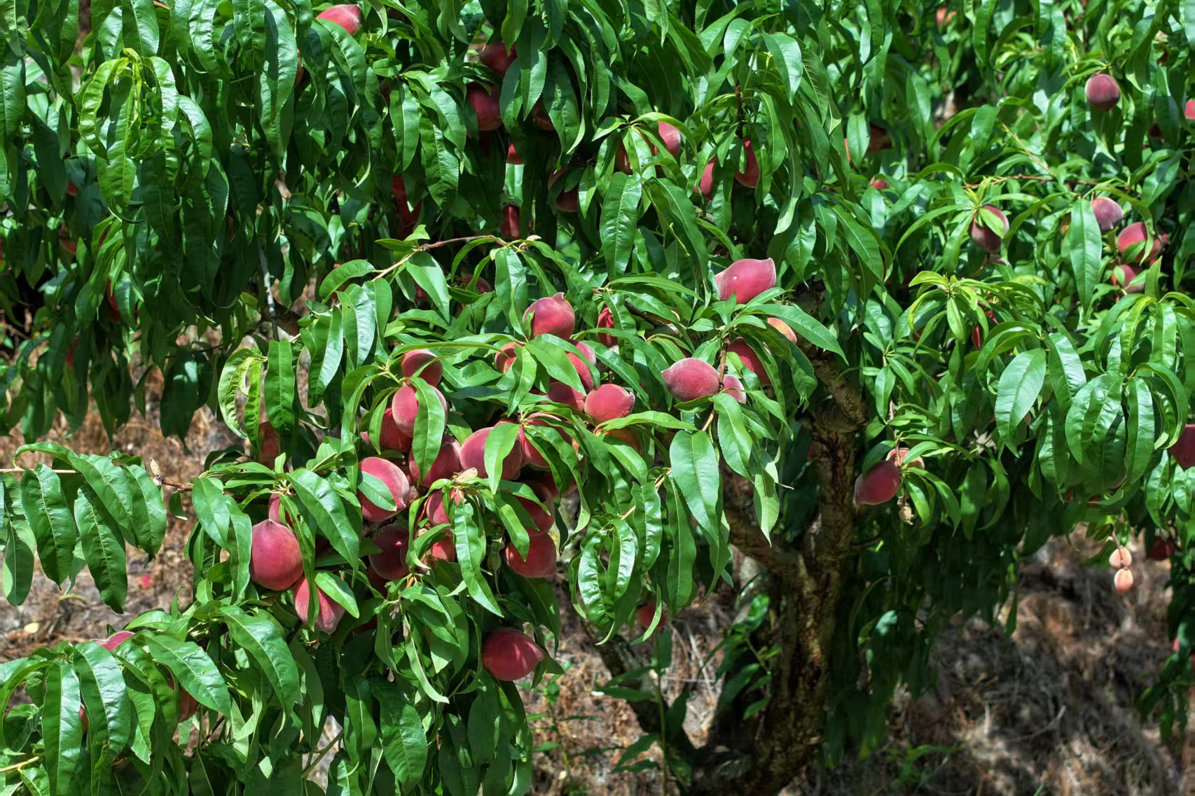 盘龙桃子5.jpg 盘龙桃子5.jpg