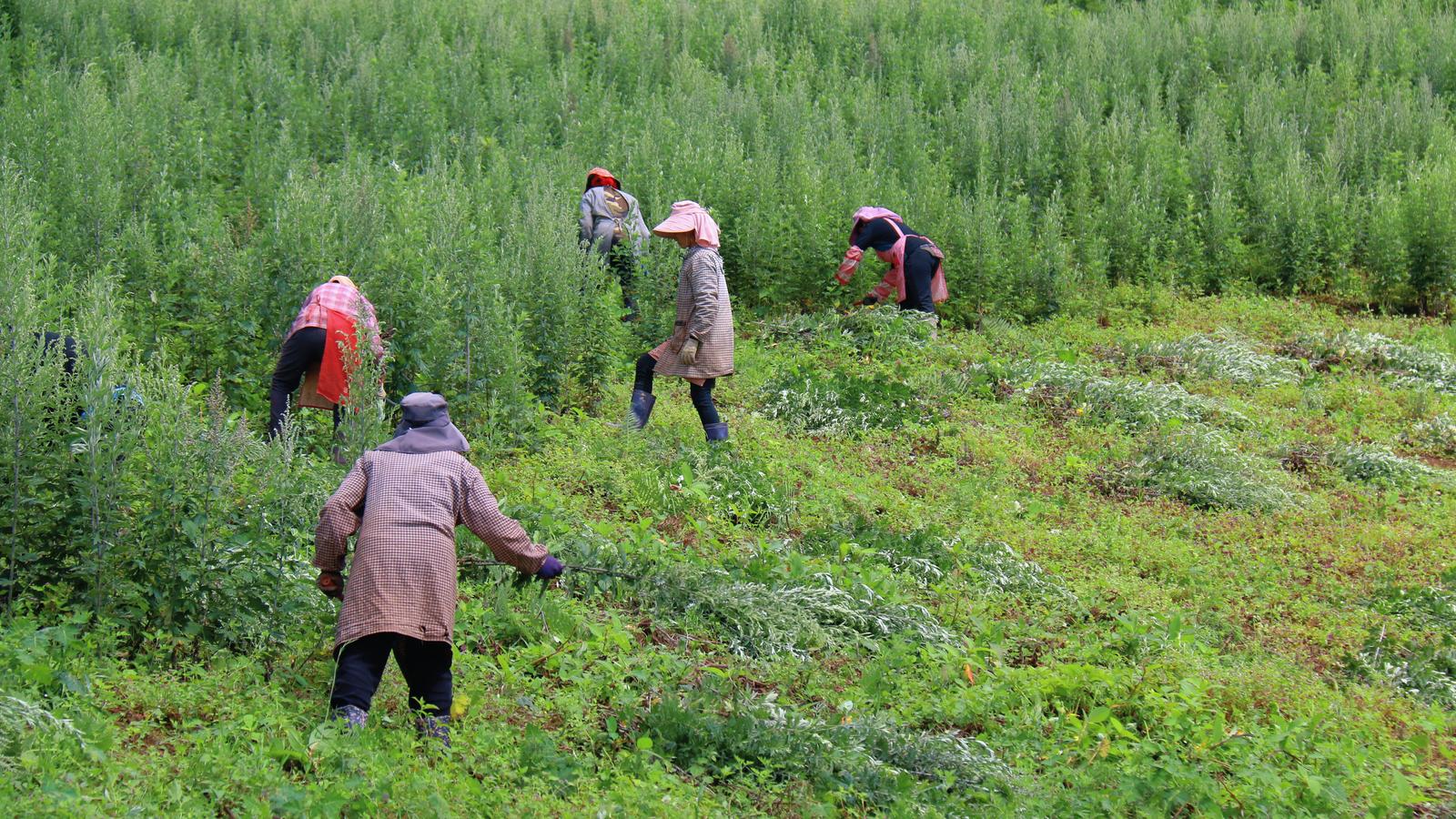 建兴：“药材新丁”迎丰收 艾草飘香产业兴2.jpg