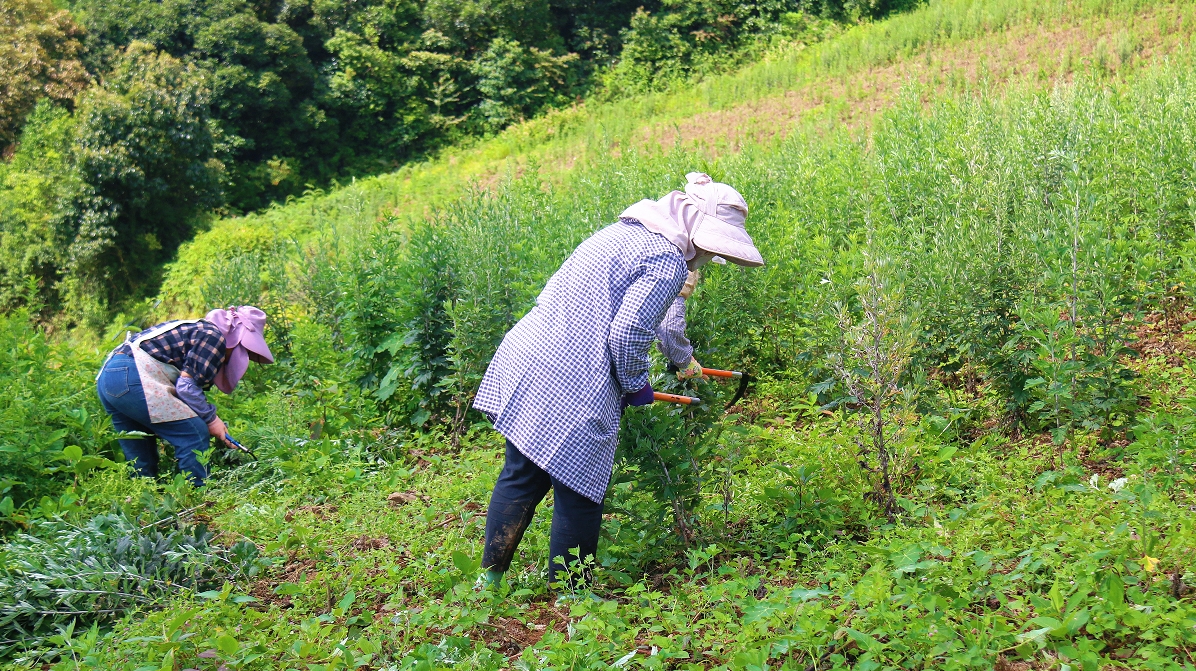 建兴：“药材新丁”迎丰收 艾草飘香产业兴3.jpg