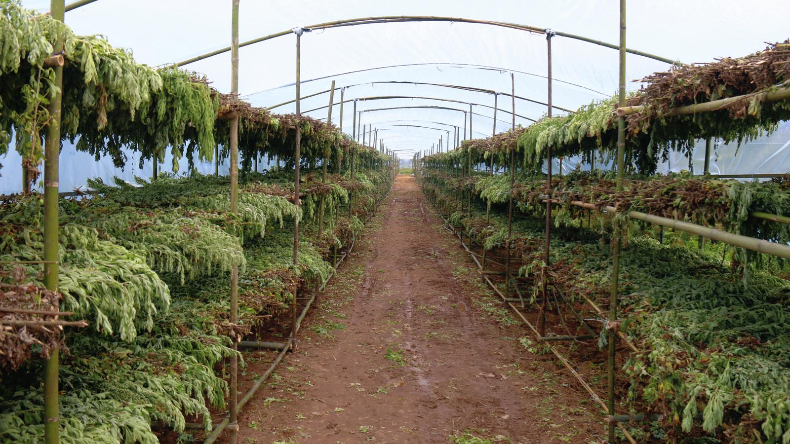 建兴：“药材新丁”迎丰收 艾草飘香产业兴4.jpg