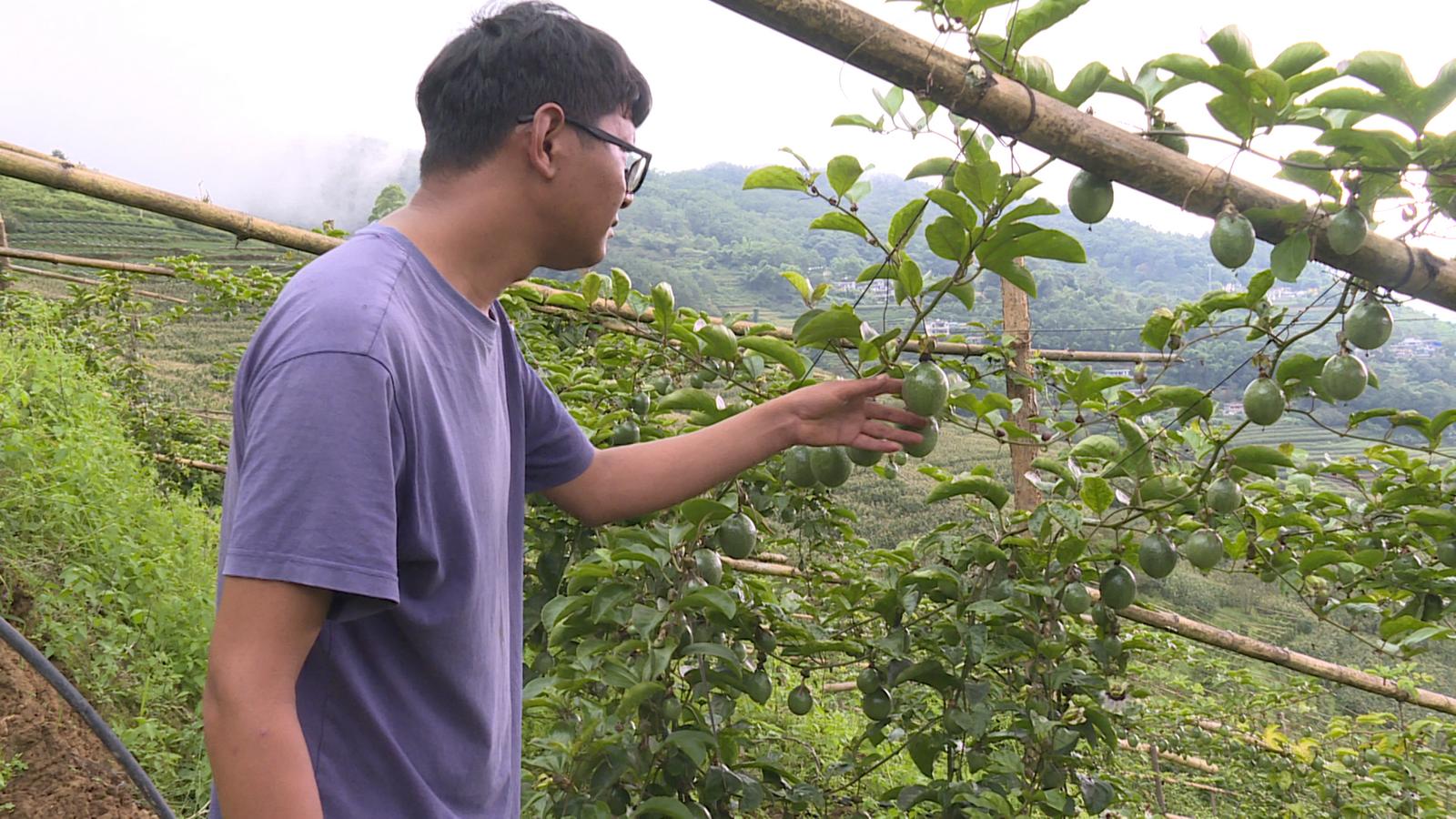 建兴乡帽盒村李壮明：返乡创业种“金果” 电商助农闯富路2.jpg