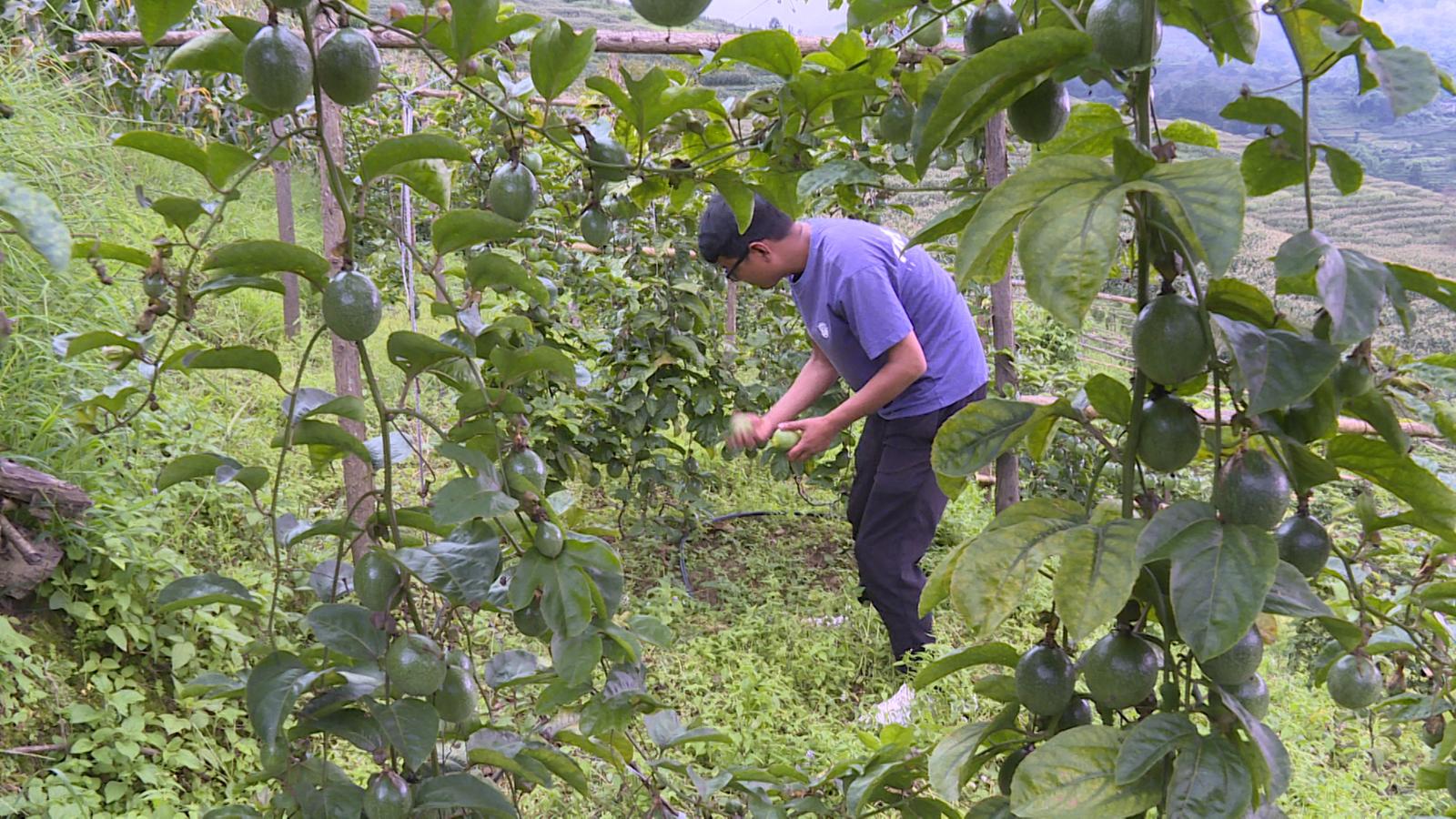 建兴乡帽盒村李壮明：返乡创业种“金果” 电商助农闯富路3.jpg