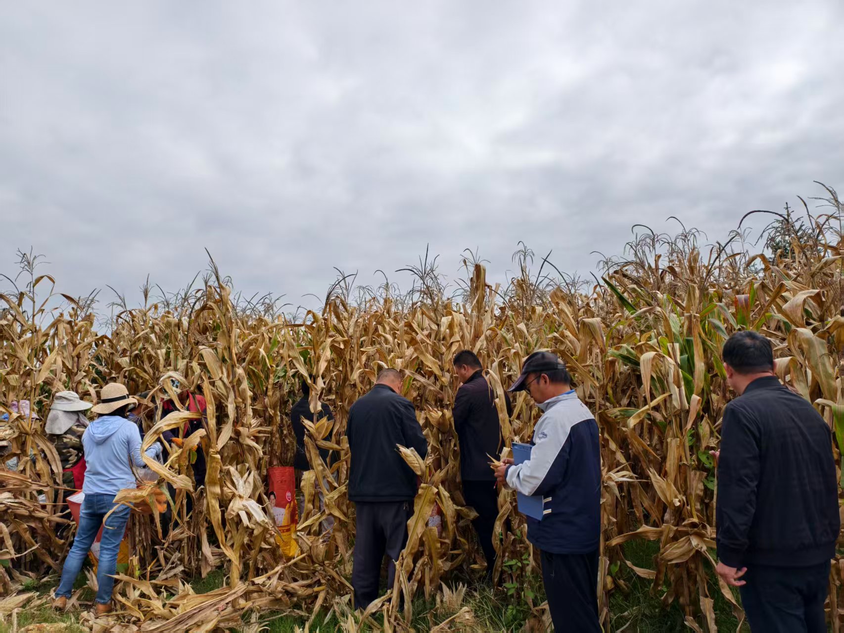 建兴：玉米测产摸底数 单产提升显效益2.jpg