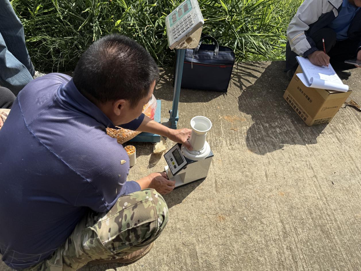 建兴：玉米测产摸底数 单产提升显效益3.jpg