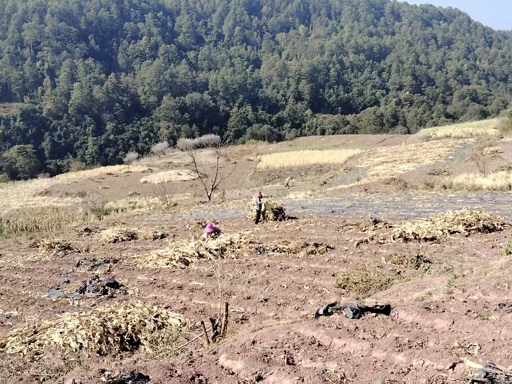 4b9afa3231f84de7afd5f3ff982093e3.jpg 4b9afa3231f84de7afd5f3ff982093e3.jpg